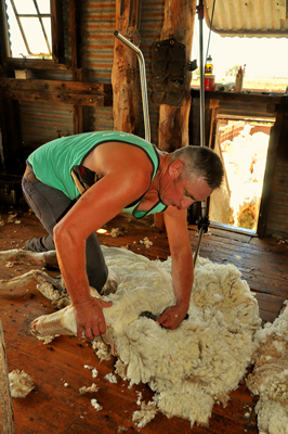 Steam Plains Shearing 022383 © Claire Parks Photography 